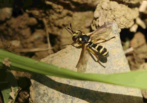 Réf. 190 567 : Conops scutellatus