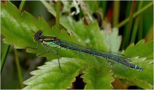 Erythromma najas