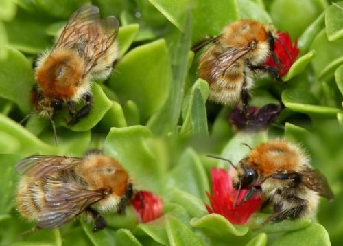 Bombus humilis