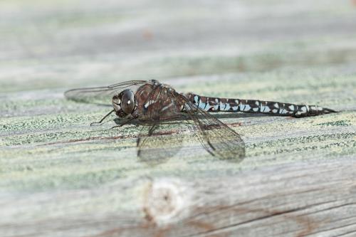 Réf. 190 132 : Aeshna caerulea