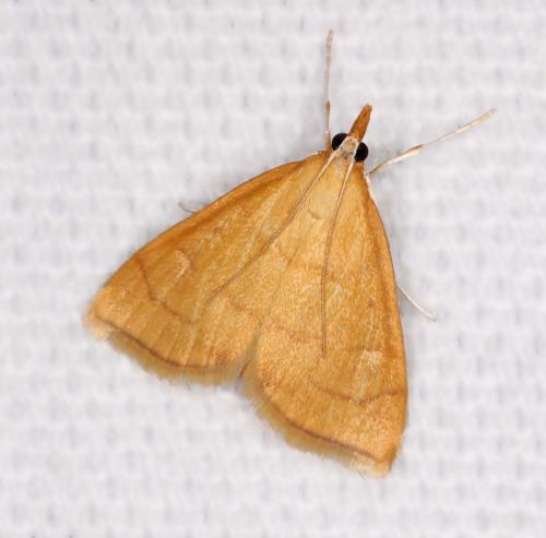 Anania crocealis
