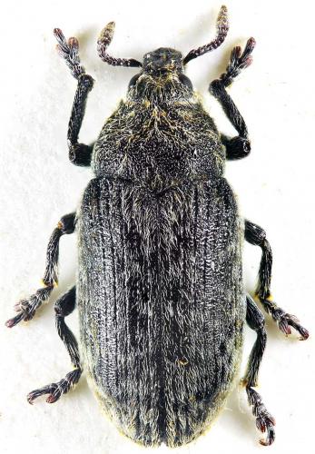 Réf. 190 731 : Rhinocyllus conicus