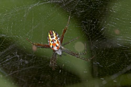 Réf. 190 915 : Cyrtophora sp.