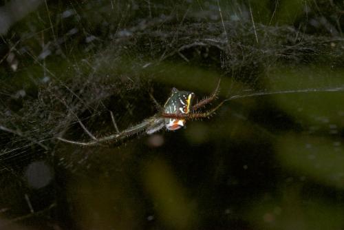 Réf. 190 914 : Cyrtophora sp.