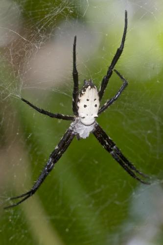 Cyrtophora sp.