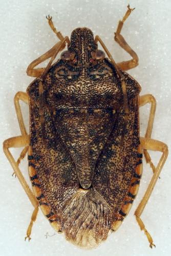 Réf. 190 755 : Boerias victrix