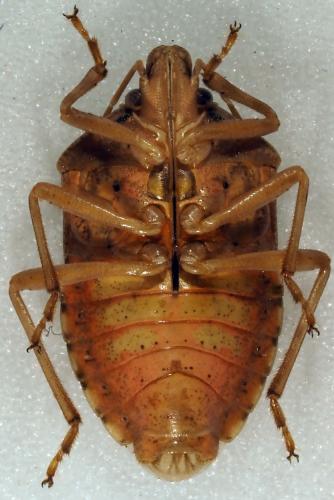 Réf. 190 756 : Boerias victrix