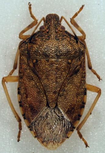 Boerias sp.