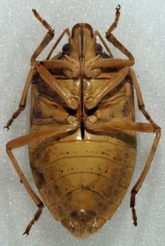 Réf. 190 929 : Boerias sp.