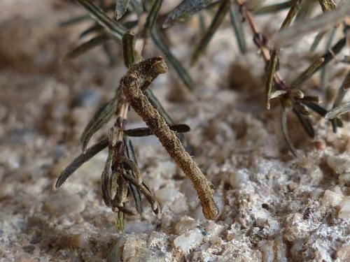 Réf. 190 361 : Eupithecia subfuscata