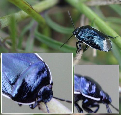 Réf. 190 741 : Canthophorus impressus