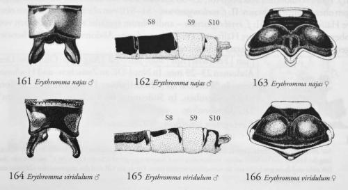 Erythromma divers
