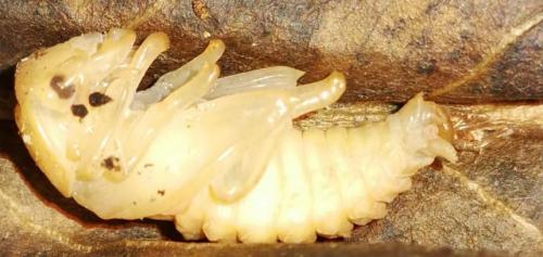 Réf. 190 416 : Dorcus parallelipipedus