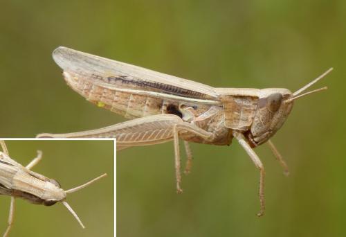 Chorthippus albomarginatus albomarginatus