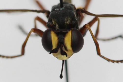 Réf. 190 436 : Physocephala rufipes