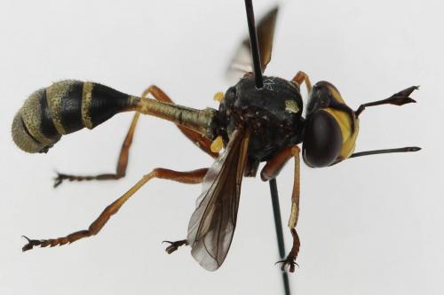 Réf. 190 435 : Physocephala rufipes