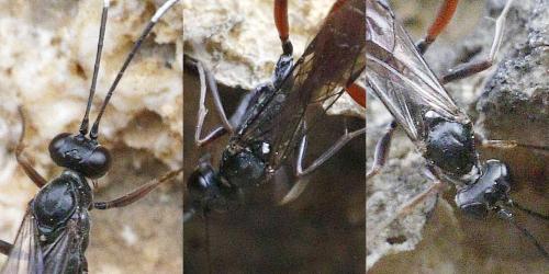 Hoplocryptus sp.