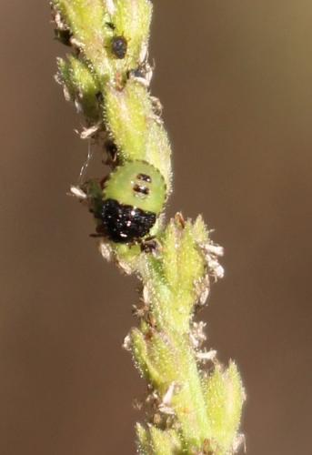 Stagonomus bipunctatus bipunctatus