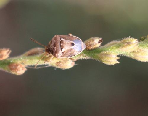Stagonomus bipunctatus bipunctatus