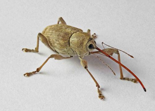 Réf. 190 333 : Curculio elephas