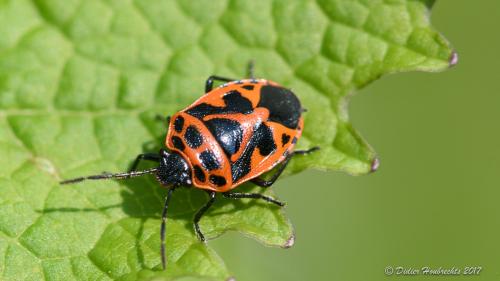 Réf. 190 392 : Eurydema dominulus