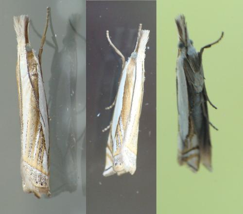 Réf. 190 243 : Crambus pascuella