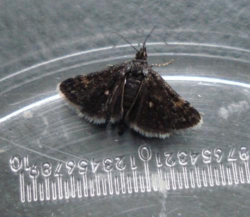 Réf. 190 555 : Heliothela wulfeniana
