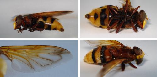 Volucella zonaria