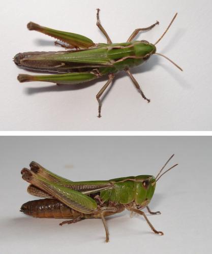 Réf. 190 901 : Stenobothrus lineatus lineatus