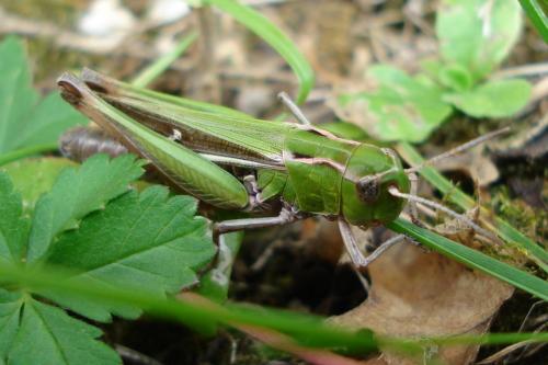 Réf. 190 900 : Stenobothrus lineatus lineatus