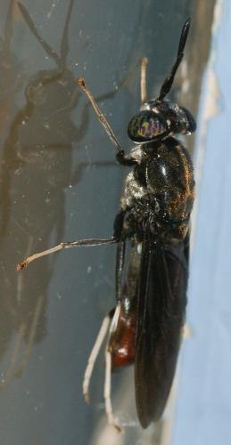 Réf. 190 049 : Hermetia illucens