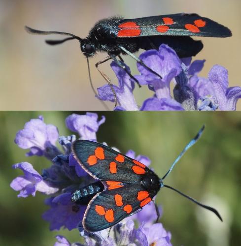 Réf. 190 751 : Zygaena transalpina