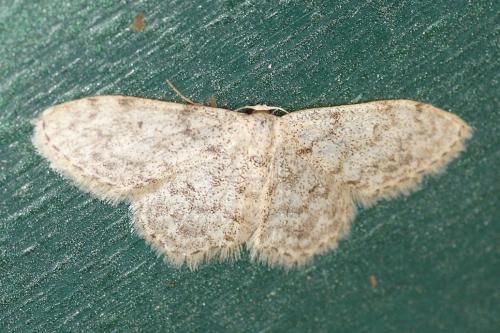 Réf. 190 754 : Idaea sp.