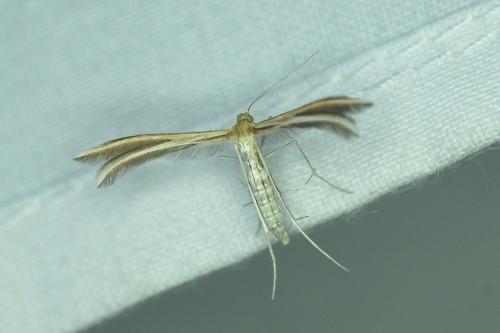Réf. 190 786 : Merrifieldia sp.