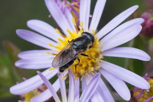Réf. 190 379 : Cheilosia sp.