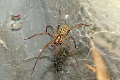 Réf. 190 886 : Eratigena atrica