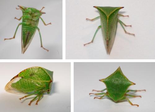 Stictocephala bisonia