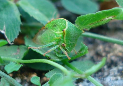 Réf. 190 285 : Stictocephala bisonia