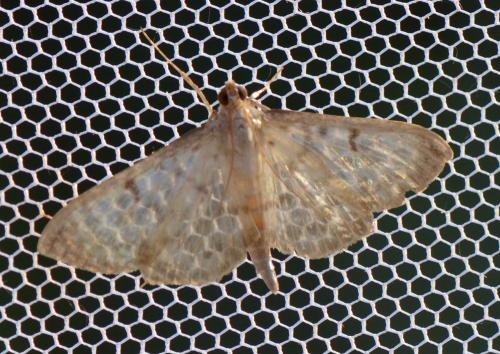 Réf. 190 495 : Pleuroptya ruralis