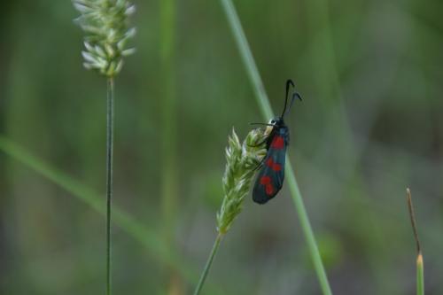 Zygaena filipendulae