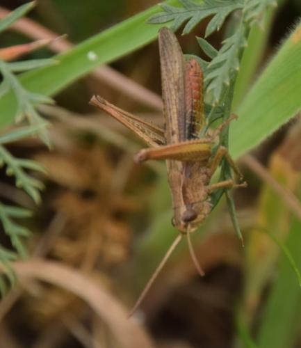 Réf. 190 287 : Chorthippus dorsatus dorsatus