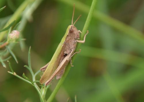 Réf. 190 346 : Chorthippus dorsatus dorsatus
