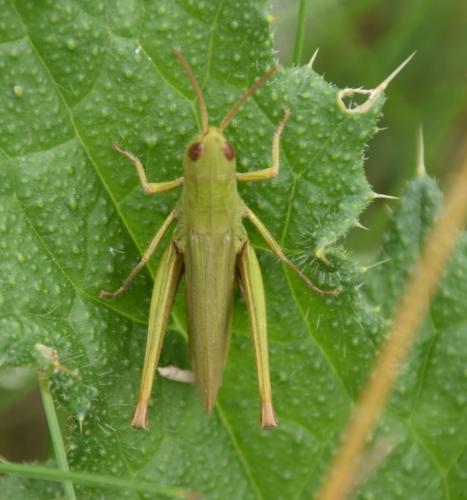 Réf. 190 347 : Chorthippus dorsatus dorsatus