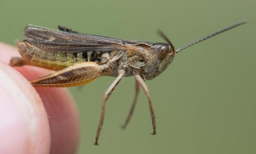 Réf. 190 784 : Chorthippus saulcyi vicdessossi