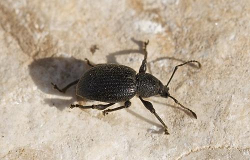 Otiorhynchus meridionalis
