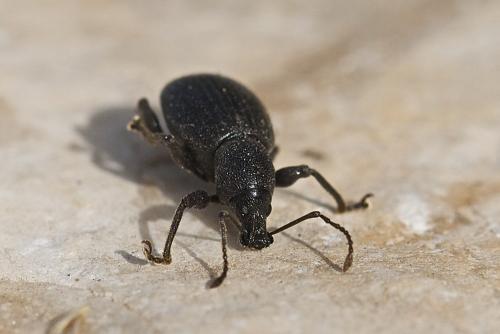 Otiorhynchus meridionalis