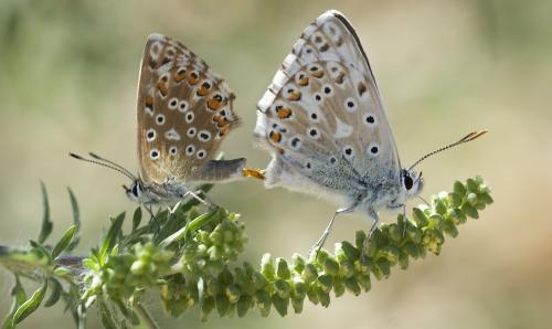 Réf. 190 384 : Polyommatus sp.