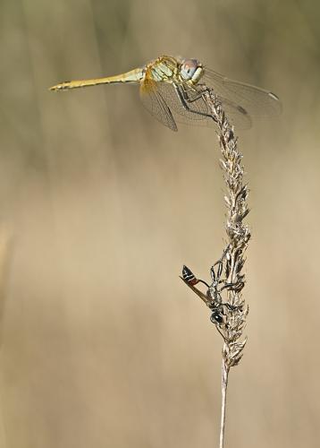 Prionyx kirbii