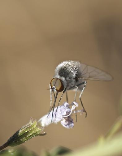 Geron sp.
