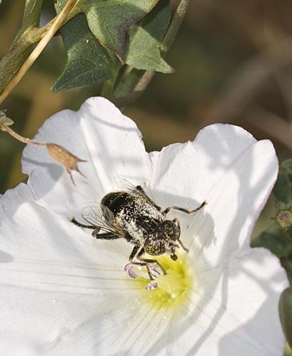 Eristalinus sepulchralis